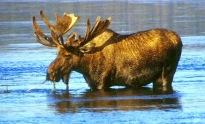 Large Moose Wading in Lake