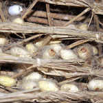 Silk Cocoons