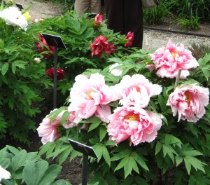 Mora & Ruth with Peonies