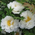 Peony cluster