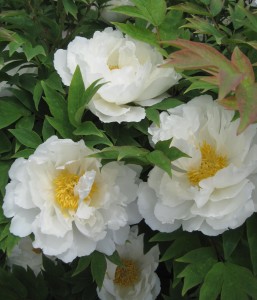 Peony cluster