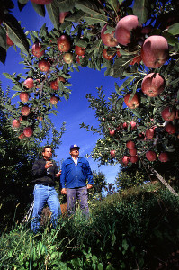 Apple Orchard - Wiki Commons