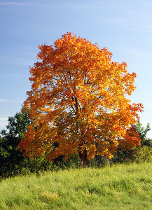 Trees - Wiki Commons