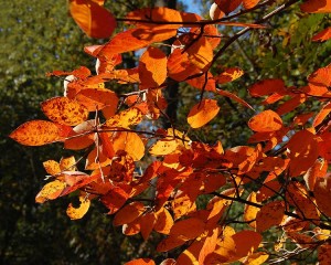 Fall Leaves Wiki Commons