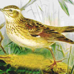 The Woodlark