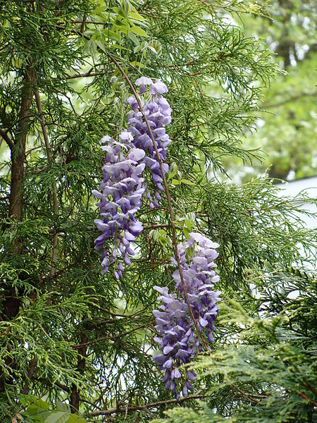 Wisteria